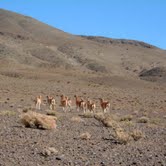 MINING ARGENTINE SELL MOUNTAIN