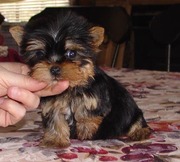  Tea Cup Size Yorkie Puppy For Free Adoption