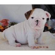 ENGLISH-PUPPY-FOR -SALE